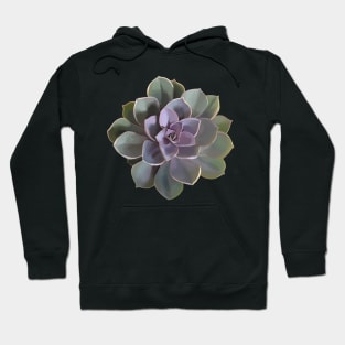 Echeveria // Perle Von Nurnberg V1 Hoodie